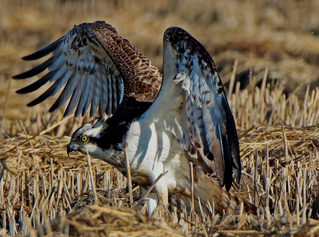 eagle beauty animals free photo