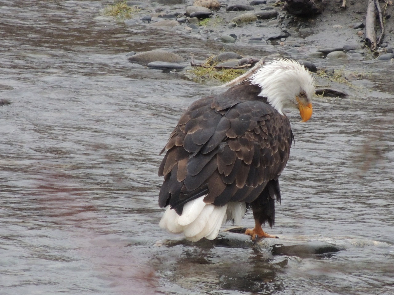 eagle salmon raptor free photo