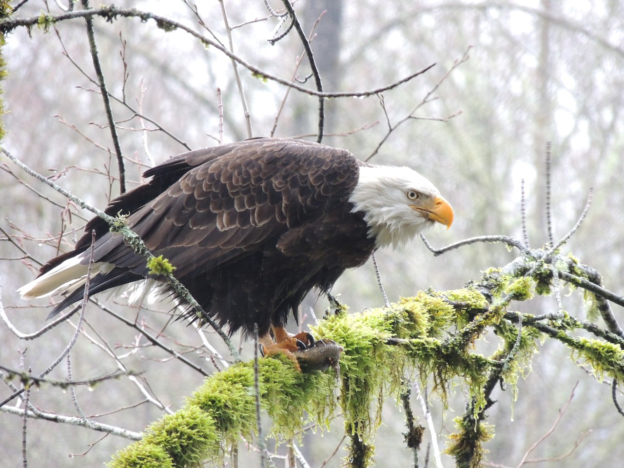 eagle eye bald eagle free photo