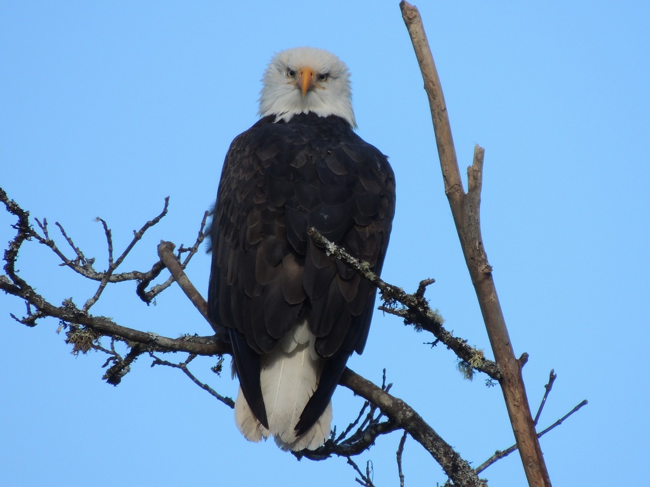 bald eagle bird raptor free photo