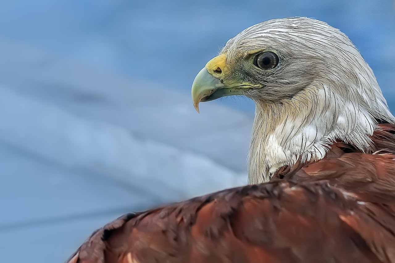 eagle hawks animal free photo