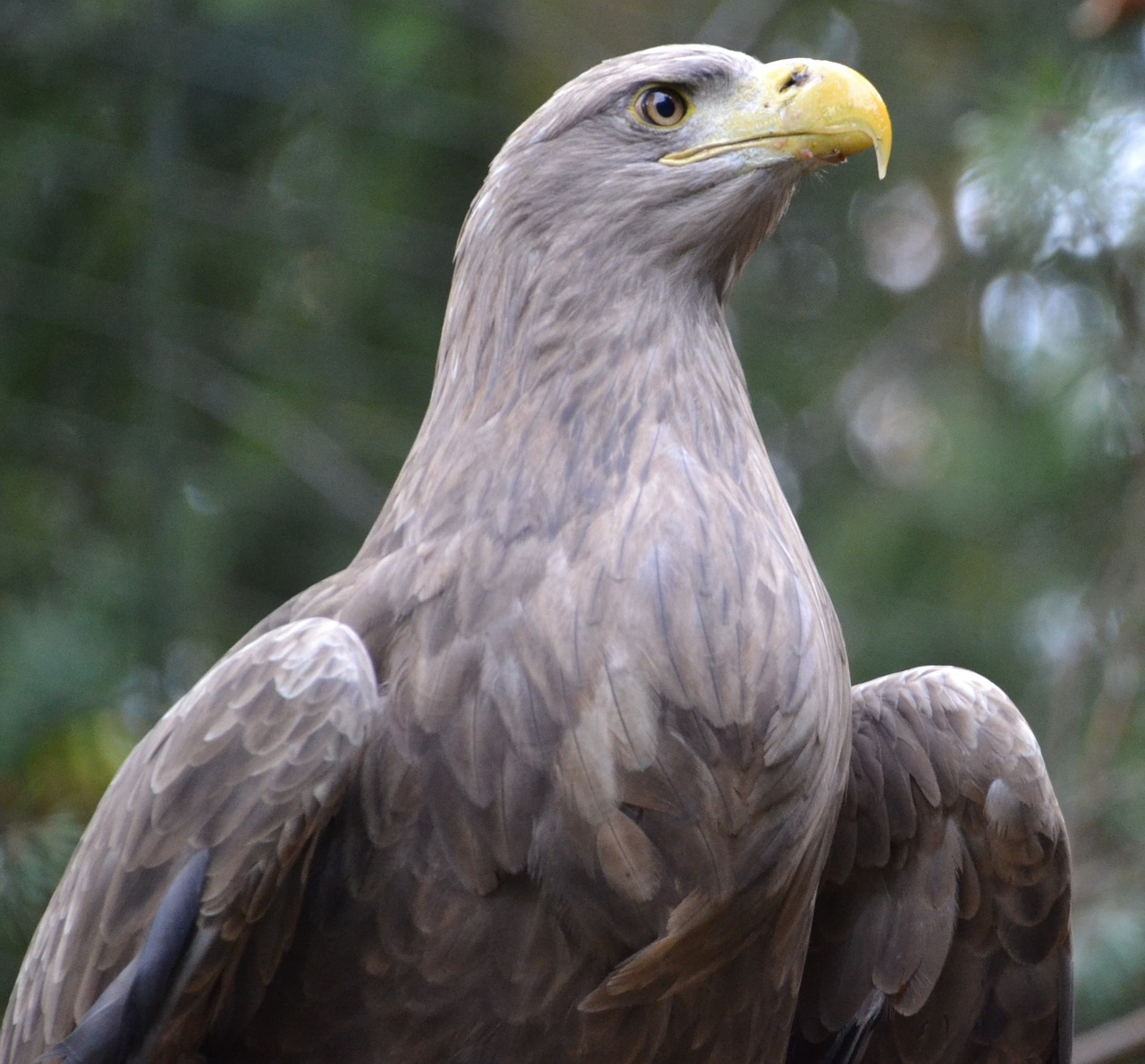 eagle bird zoo free photo