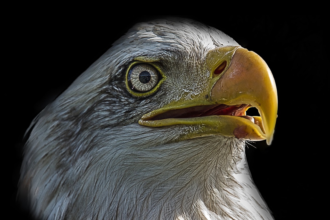 eagle bird bird of prey free photo