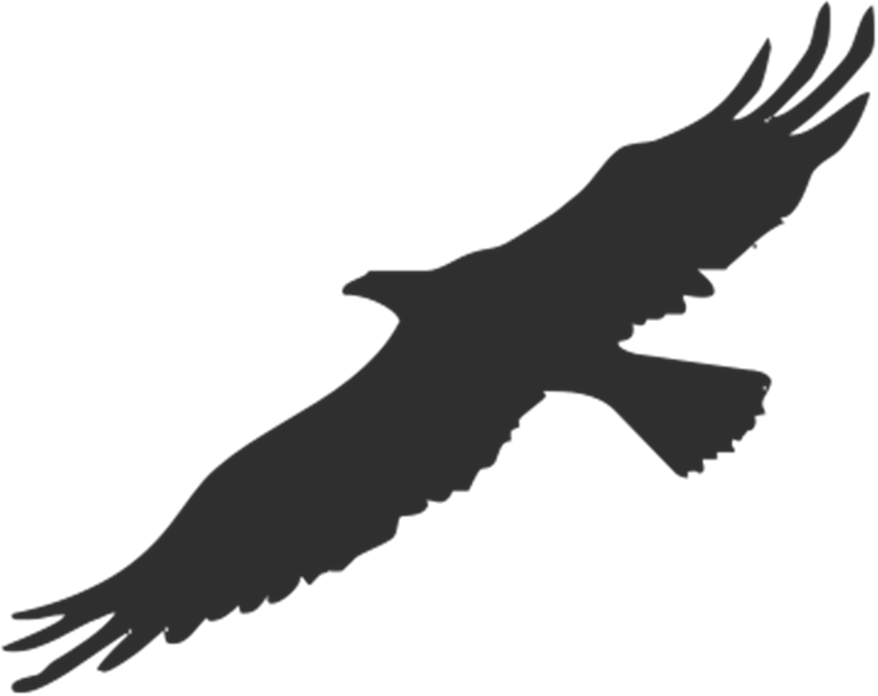 eagle bird silhouette free photo