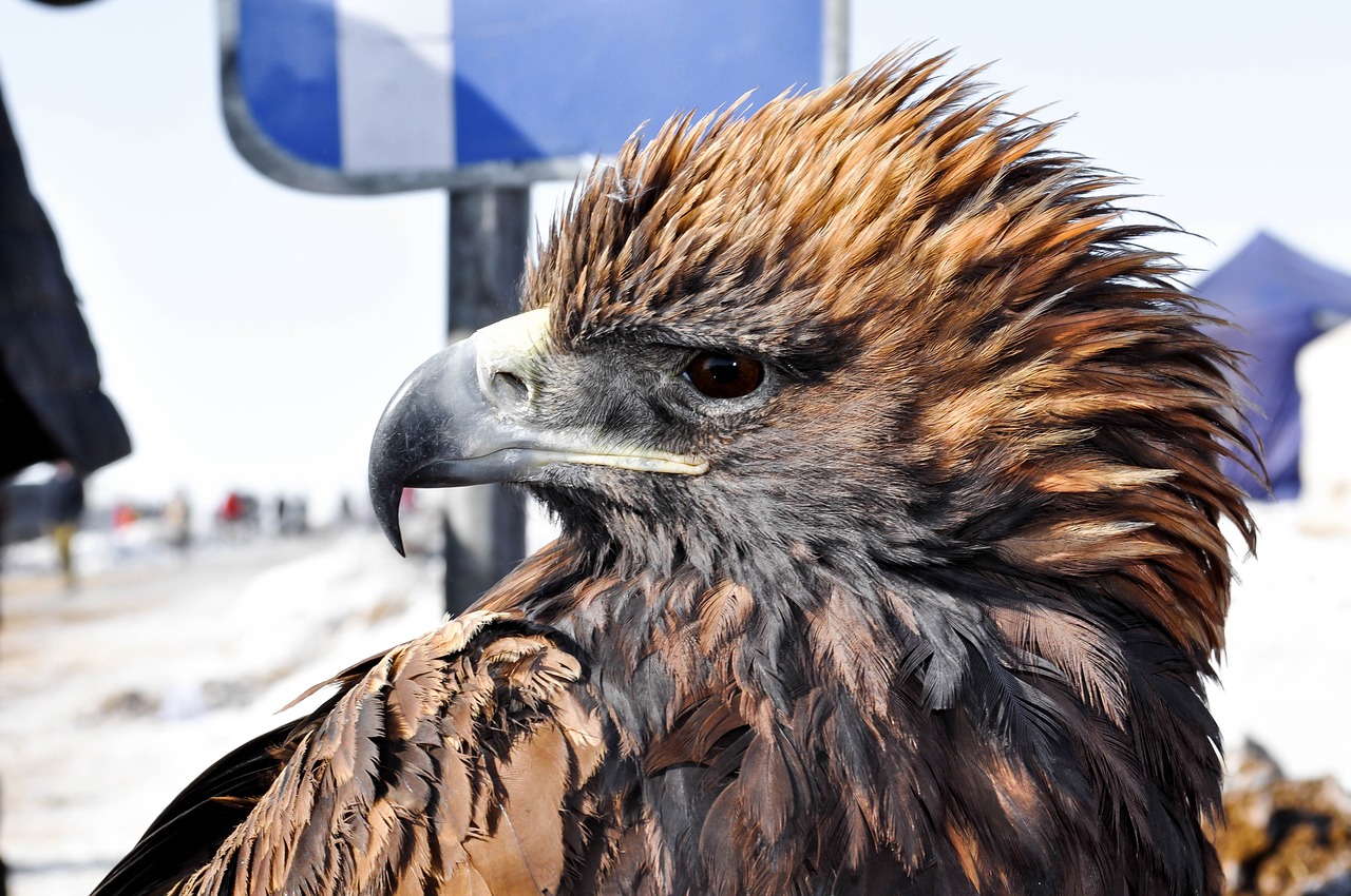 eagle tamed bird free photo