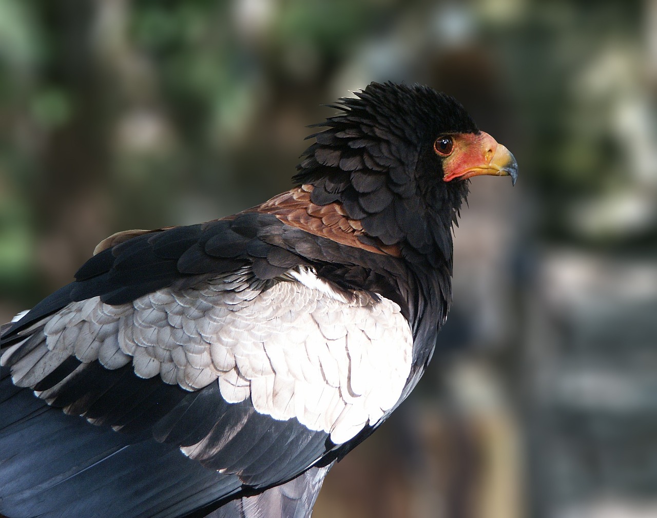 eagle savannah bateleur raptor free photo