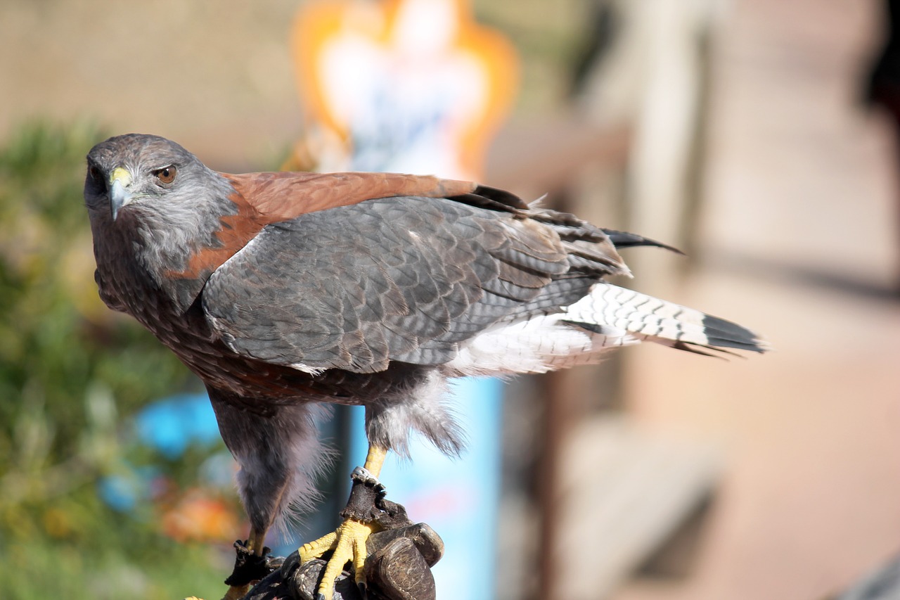 eagle ave bird of prey free photo