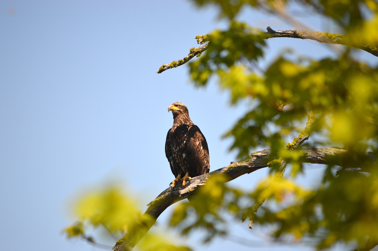 eagle montana tree free photo
