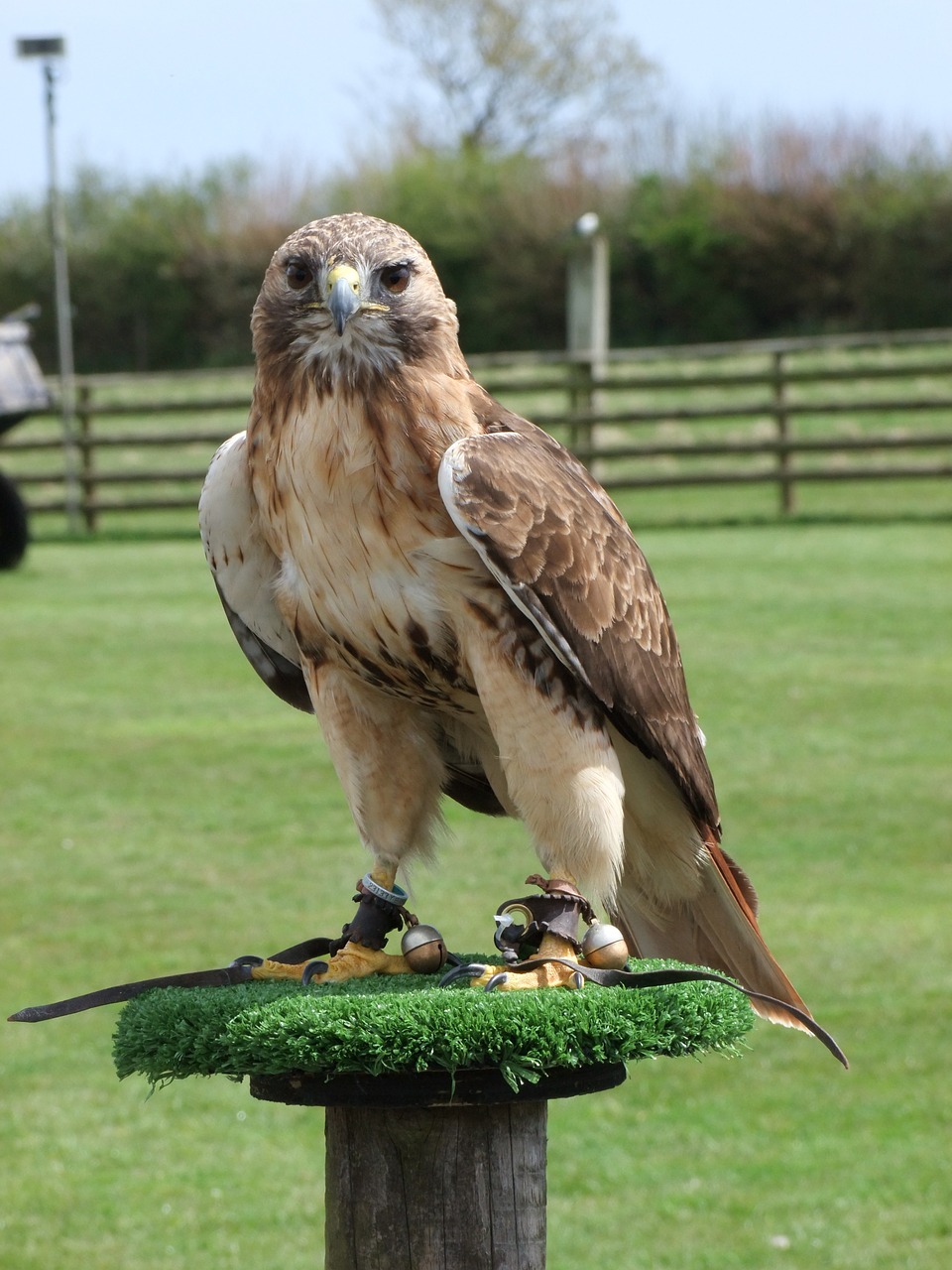 eagle prey bird free photo