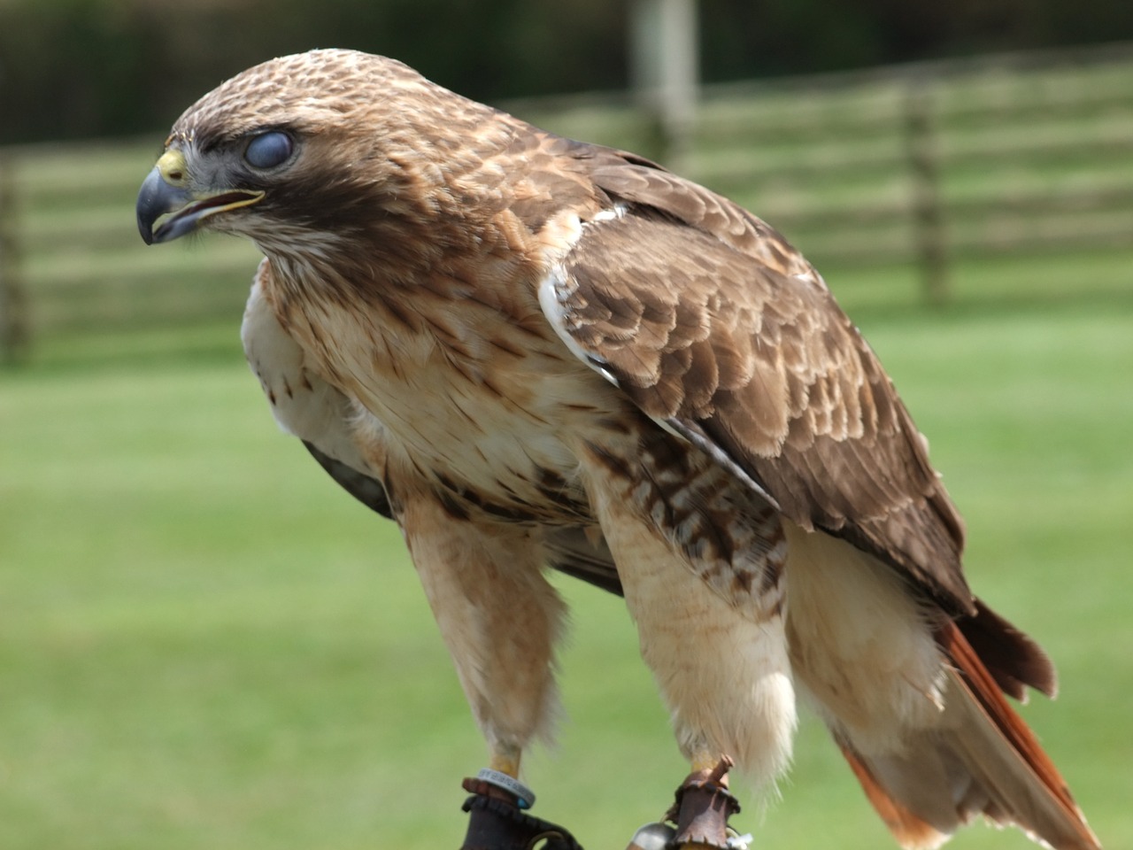 eagle hunting prey free photo