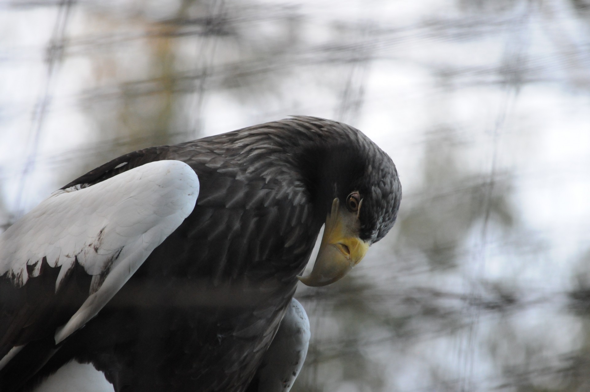 eagle bird close-up free photo