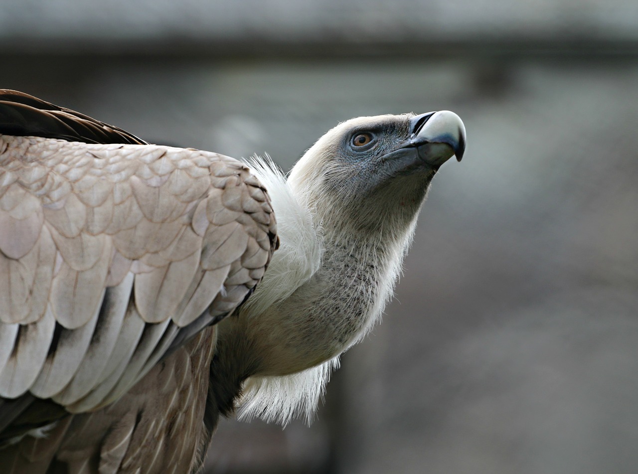 eagle bird predator free photo