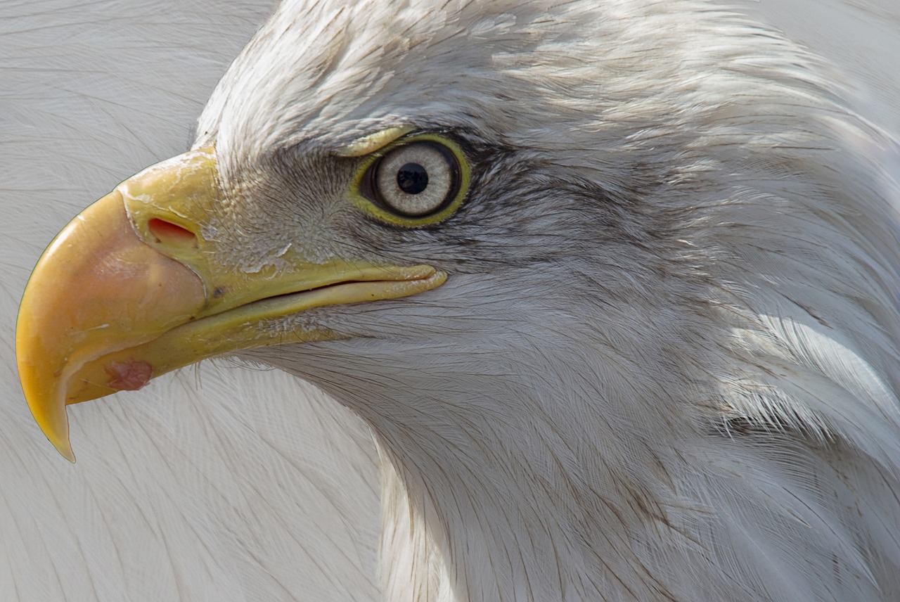 eagle portrait bird of prey free photo