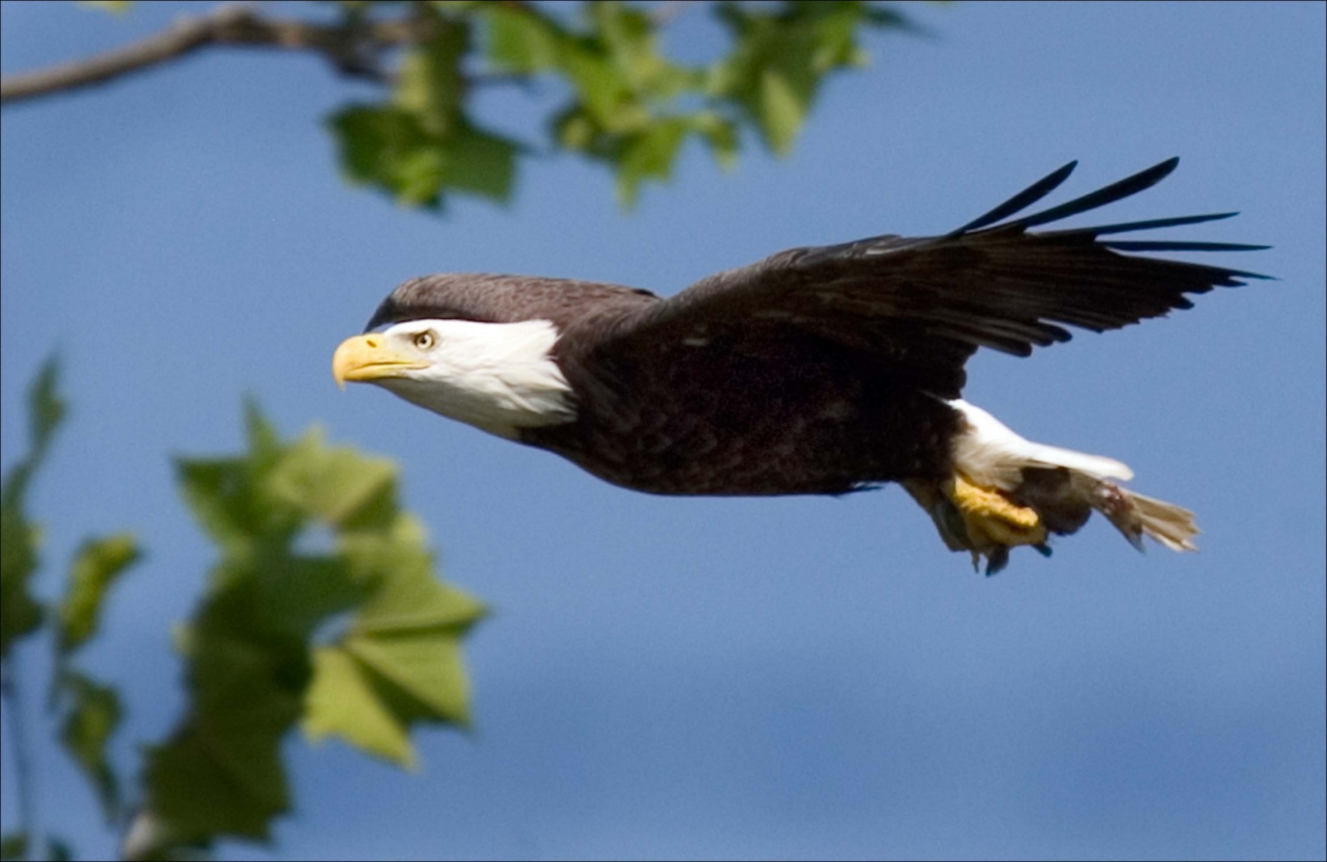 bald eagle flying flight free photo