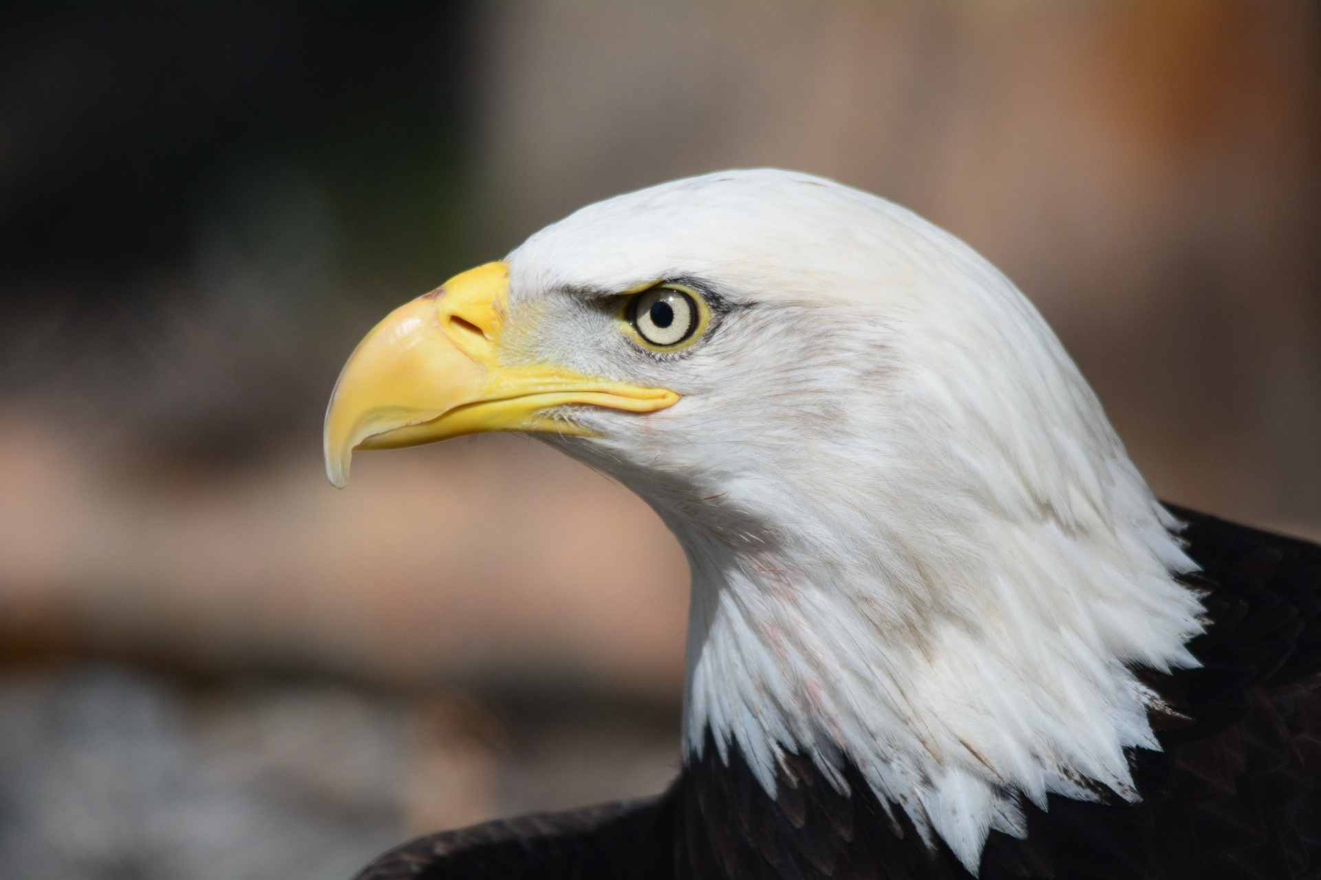 eagle bald portrait free photo