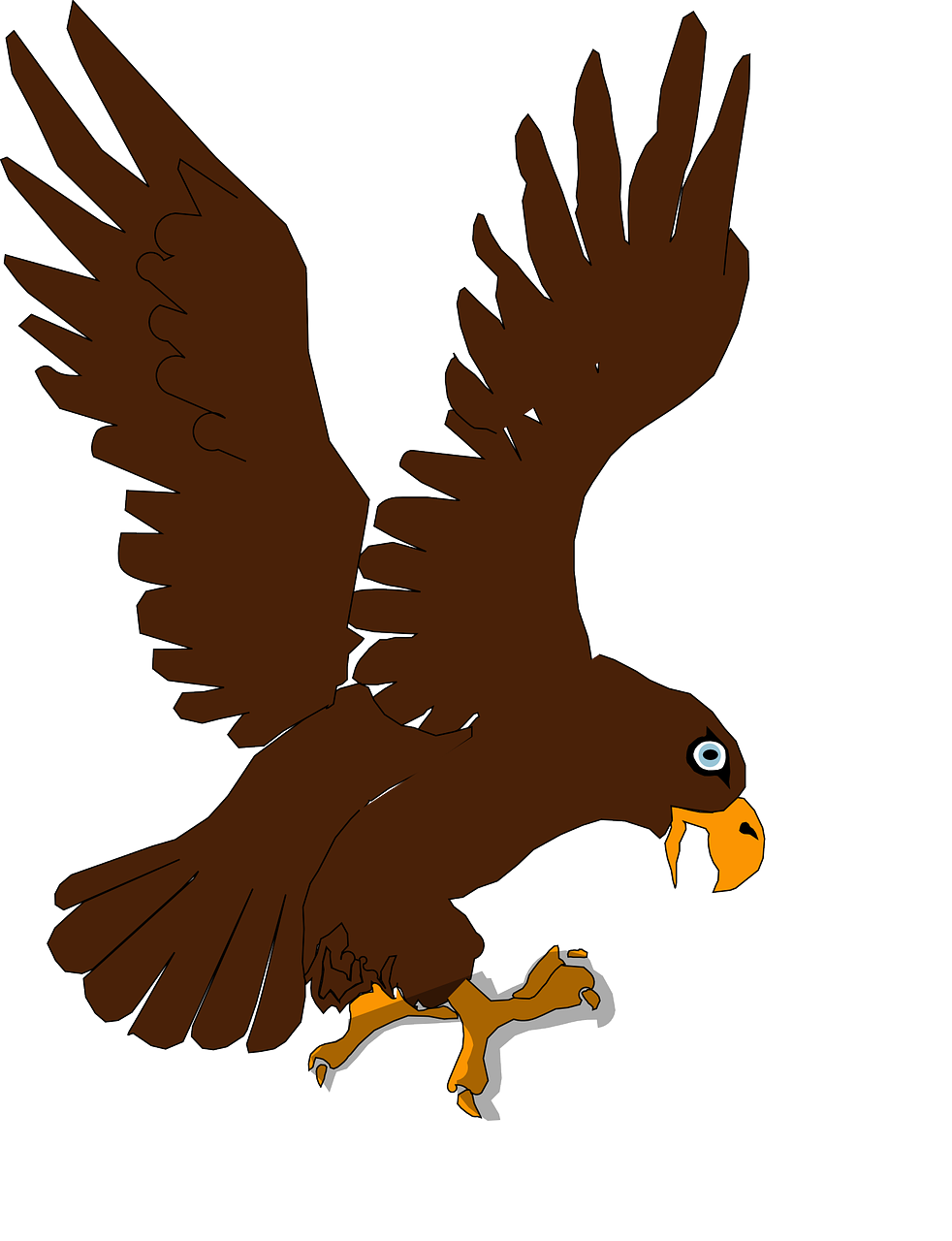 eagle raptor bird of prey free photo