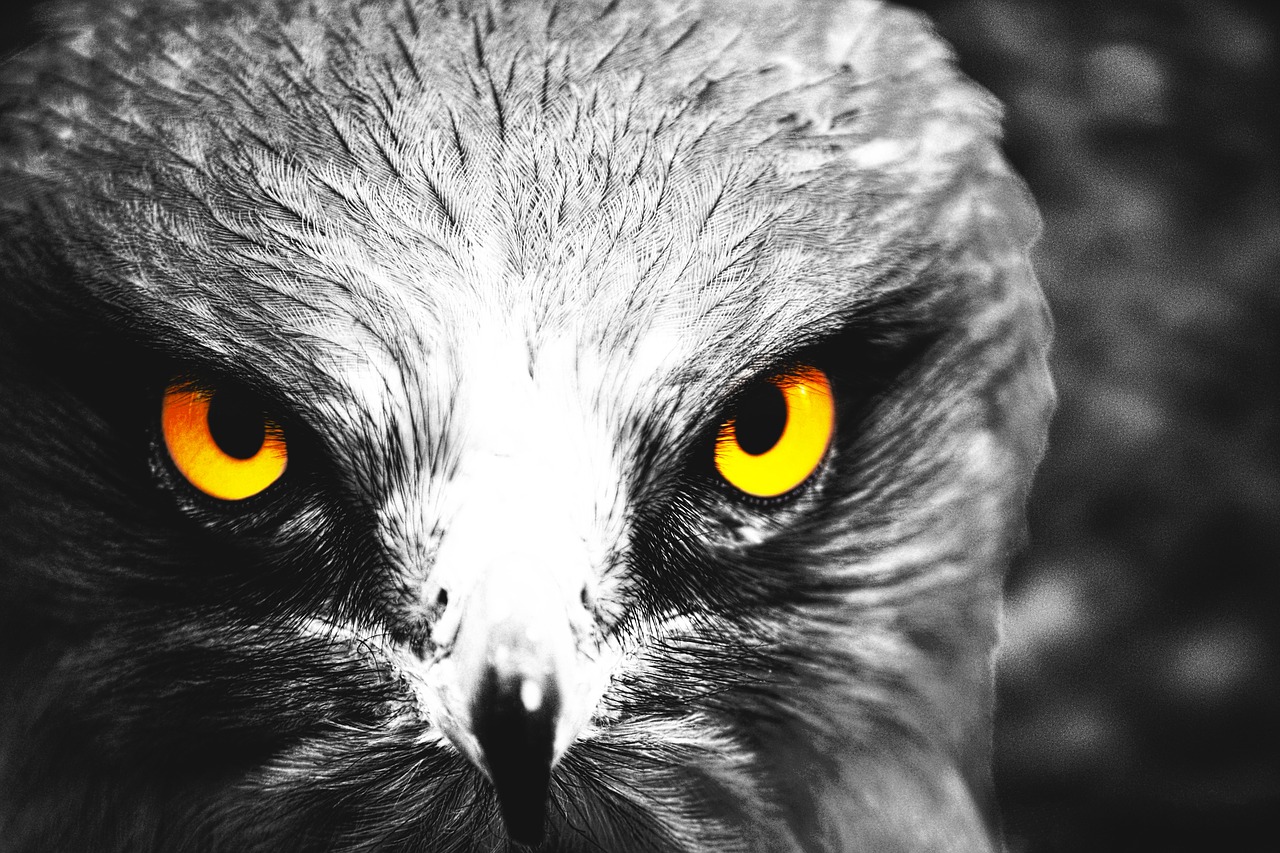 eagle eyes yellow free photo