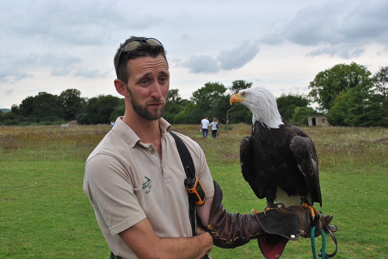 eagle falconer bird free photo