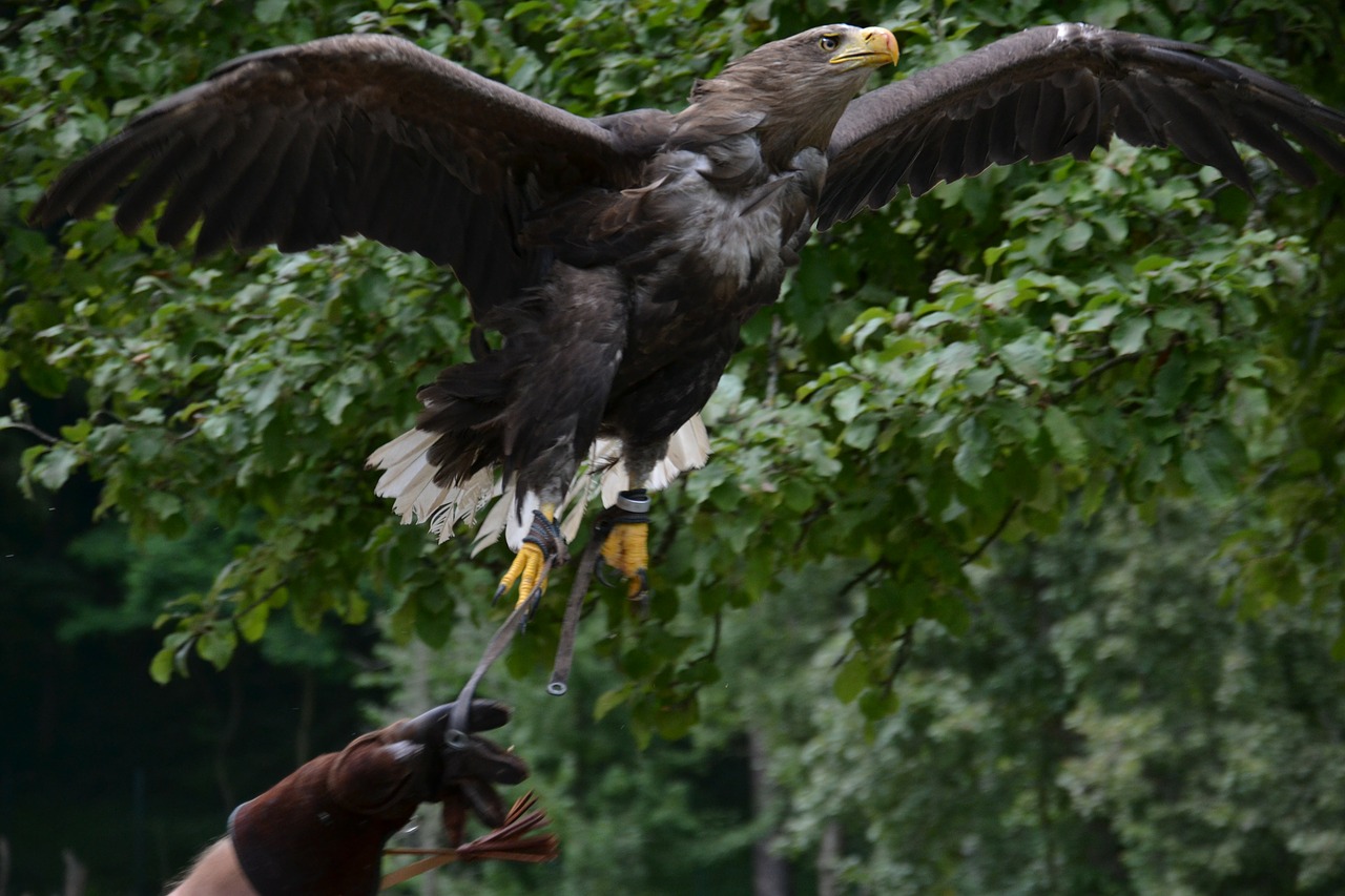 eagle flight predator free photo