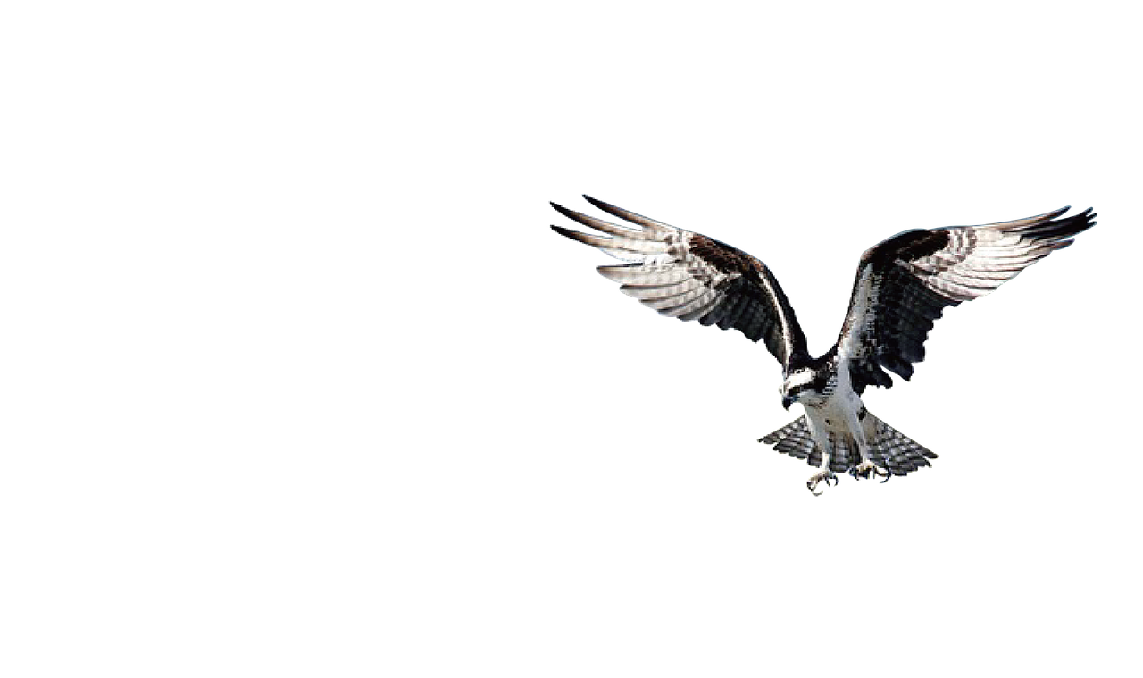 eagle bird hawk free photo