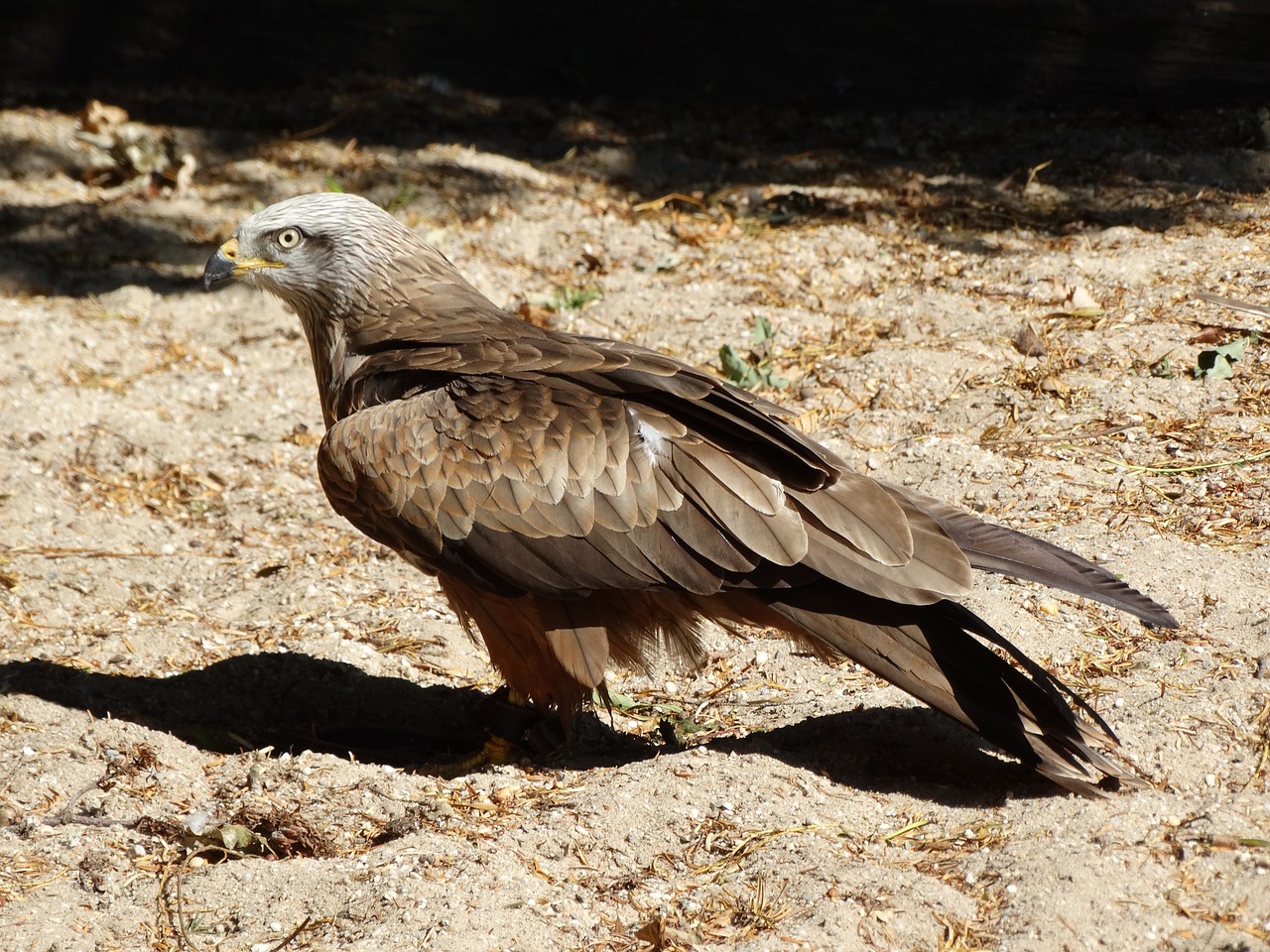 eagle bird bird of prey free photo