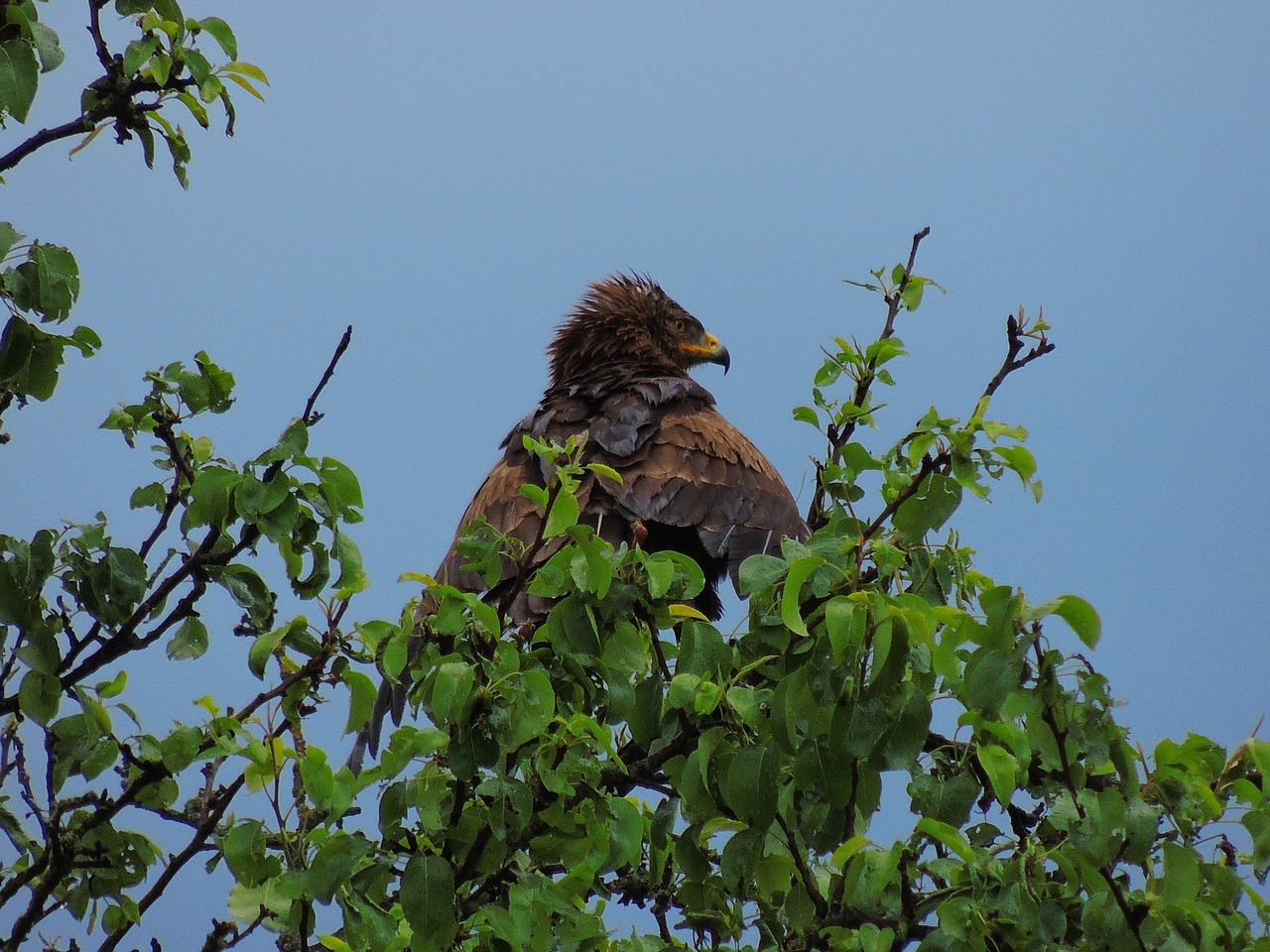 eagle spotted eagle raptor free photo