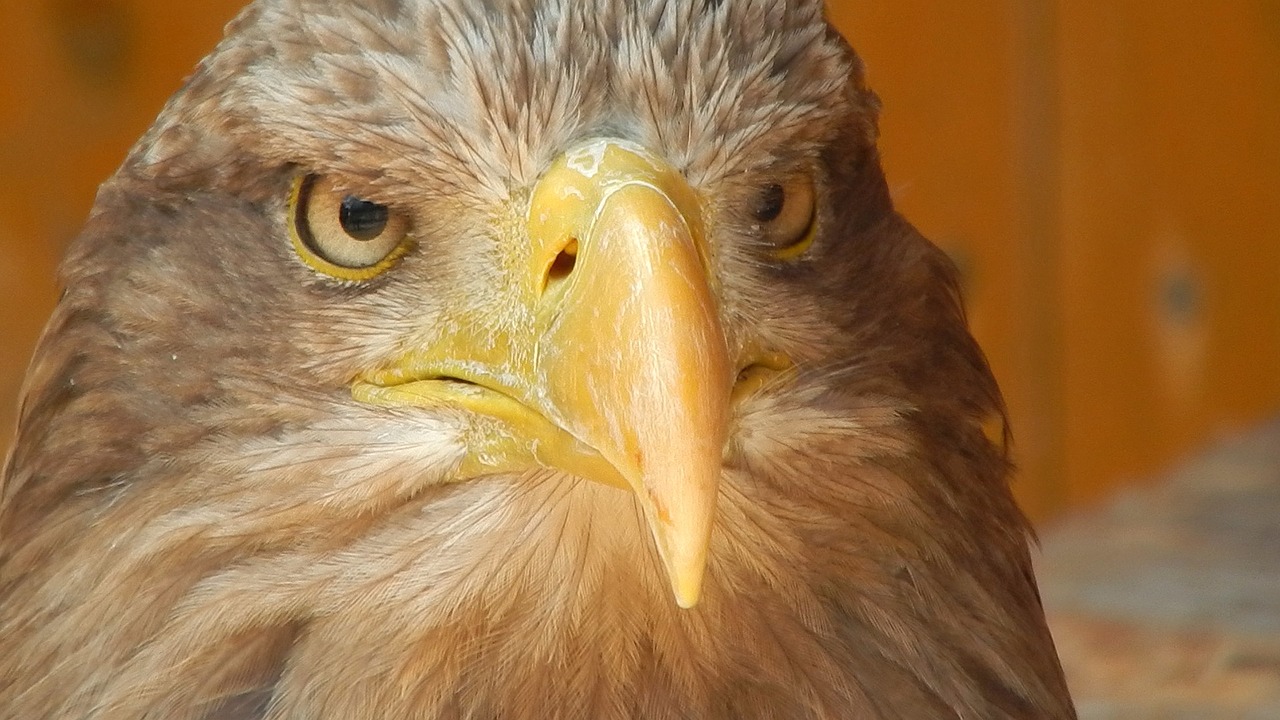 eagle predator beak free photo