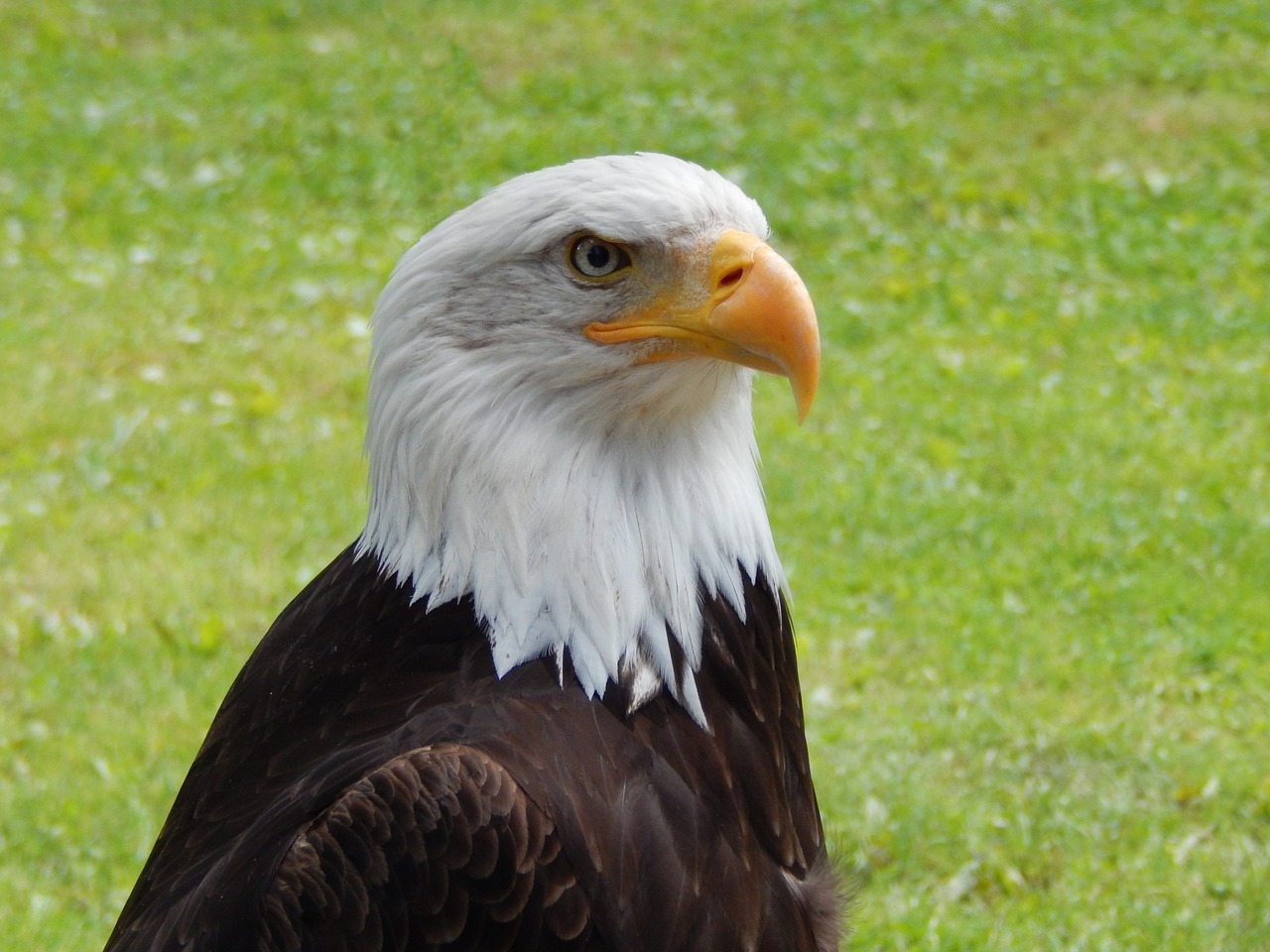 eagle nature bird free photo