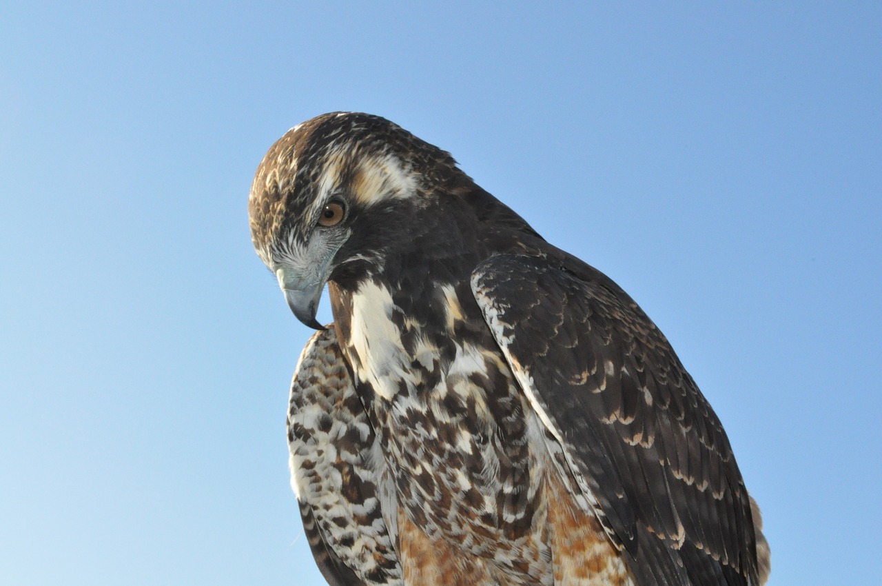 eagle bird animal free photo