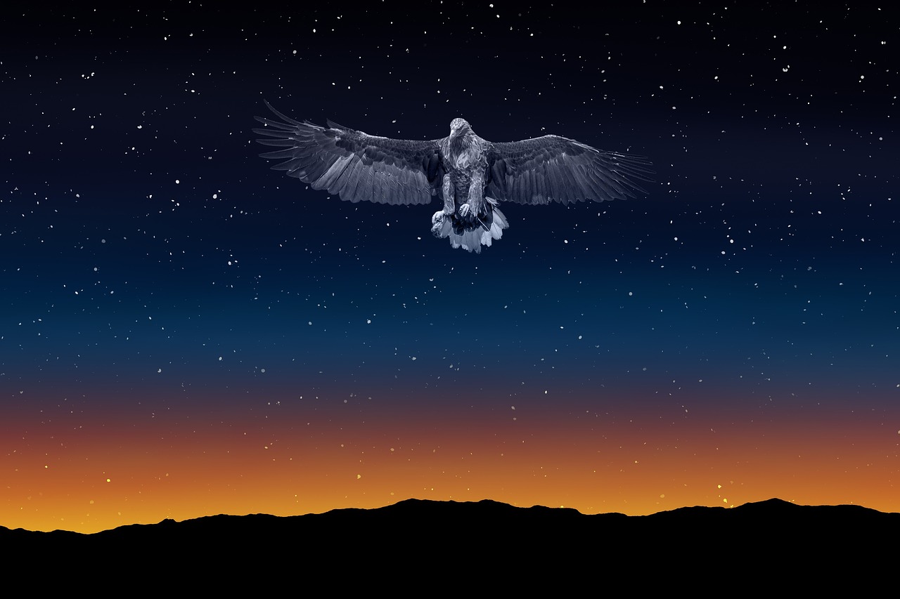 eagle night sky freedom free photo