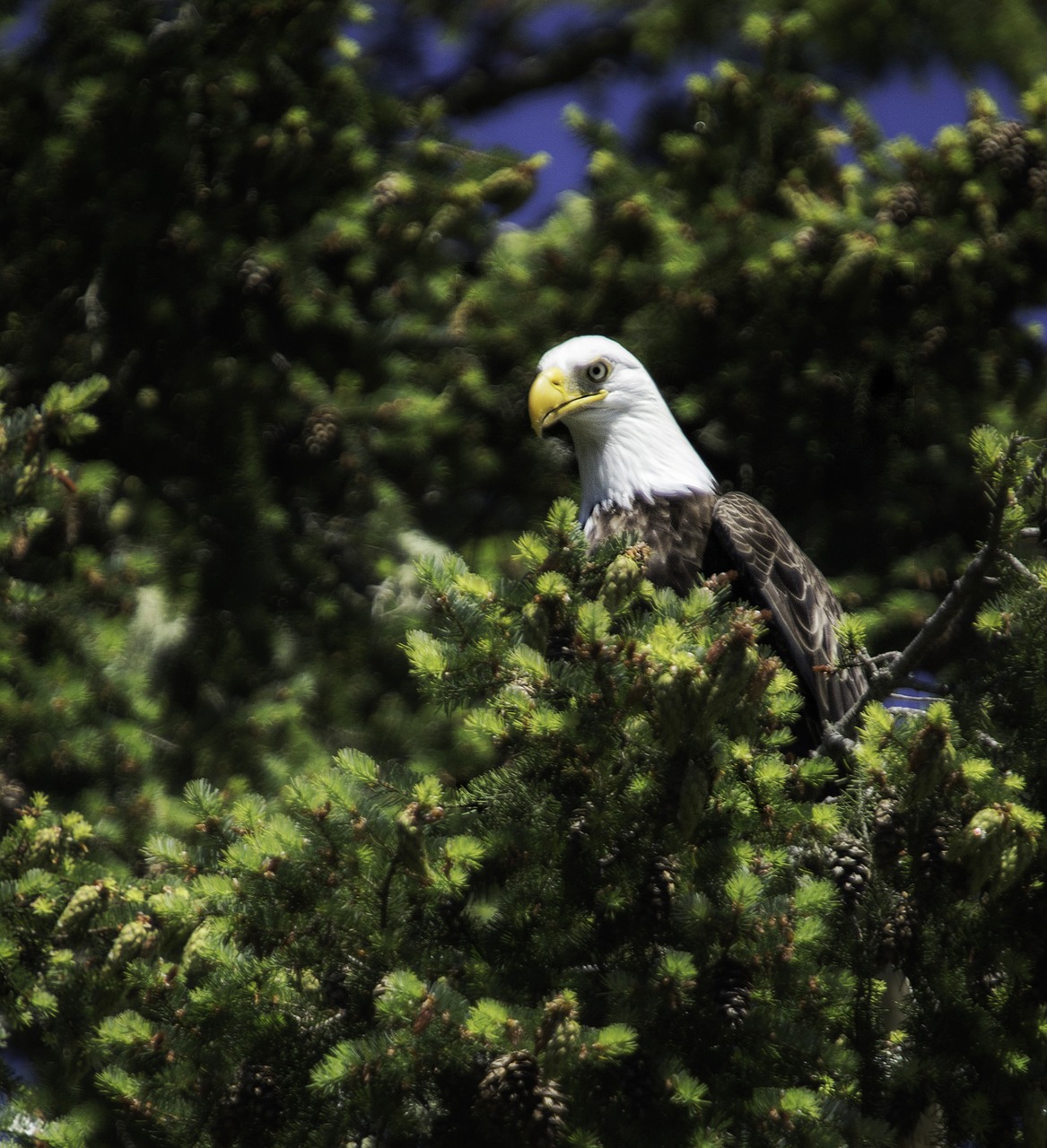 eagle raptor nature free photo