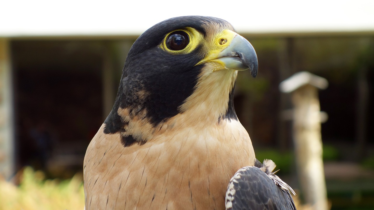 eagle bird beak free photo