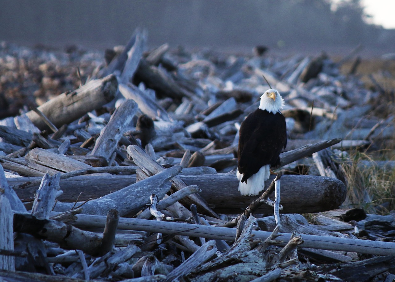 eagle nature bird free photo