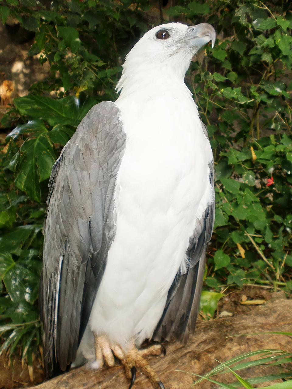 eagle bird proud free photo