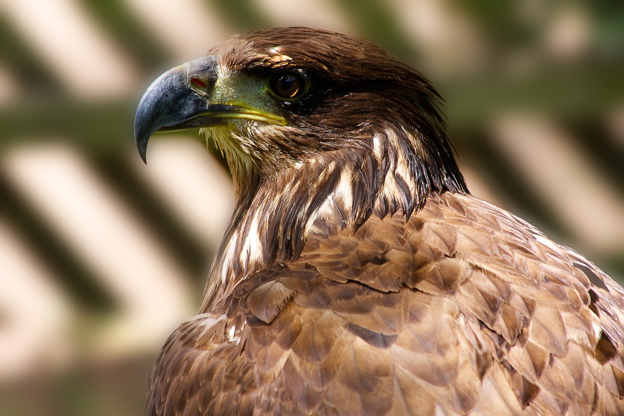 eagle head wildlife free photo