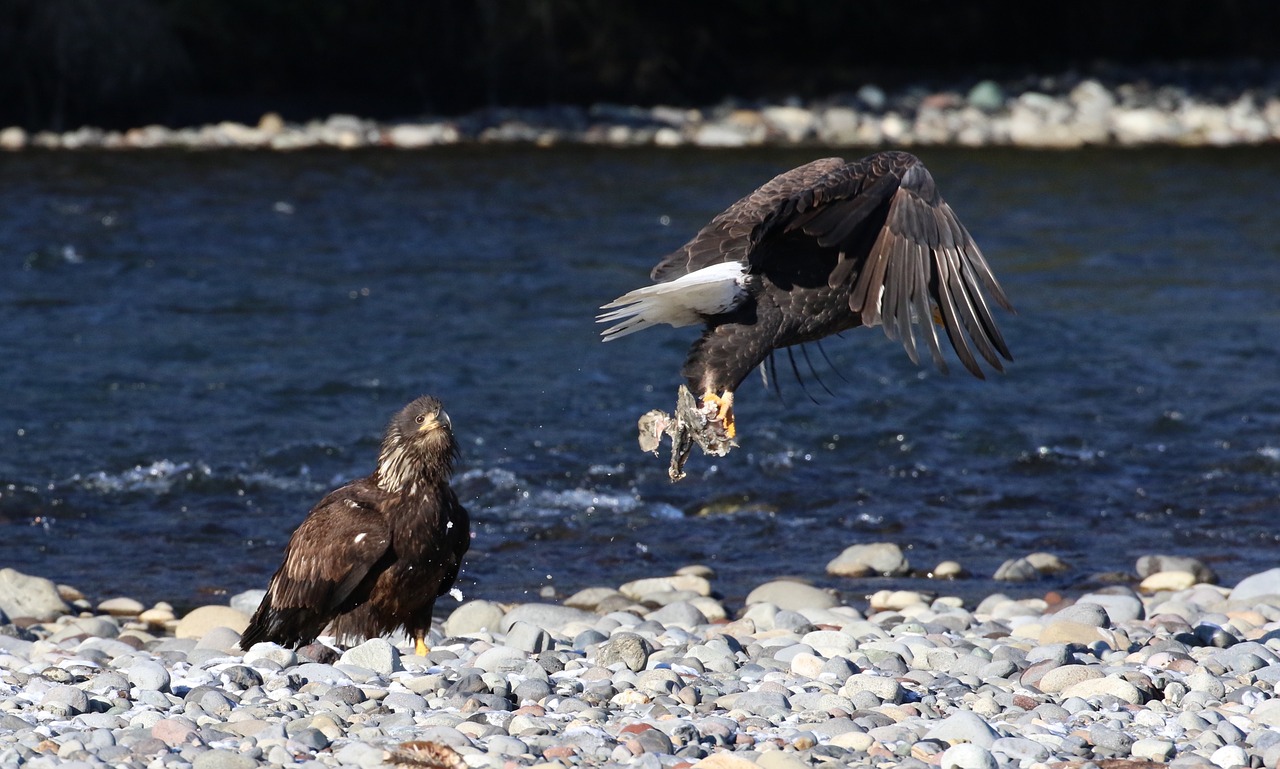 eagle bald american free photo