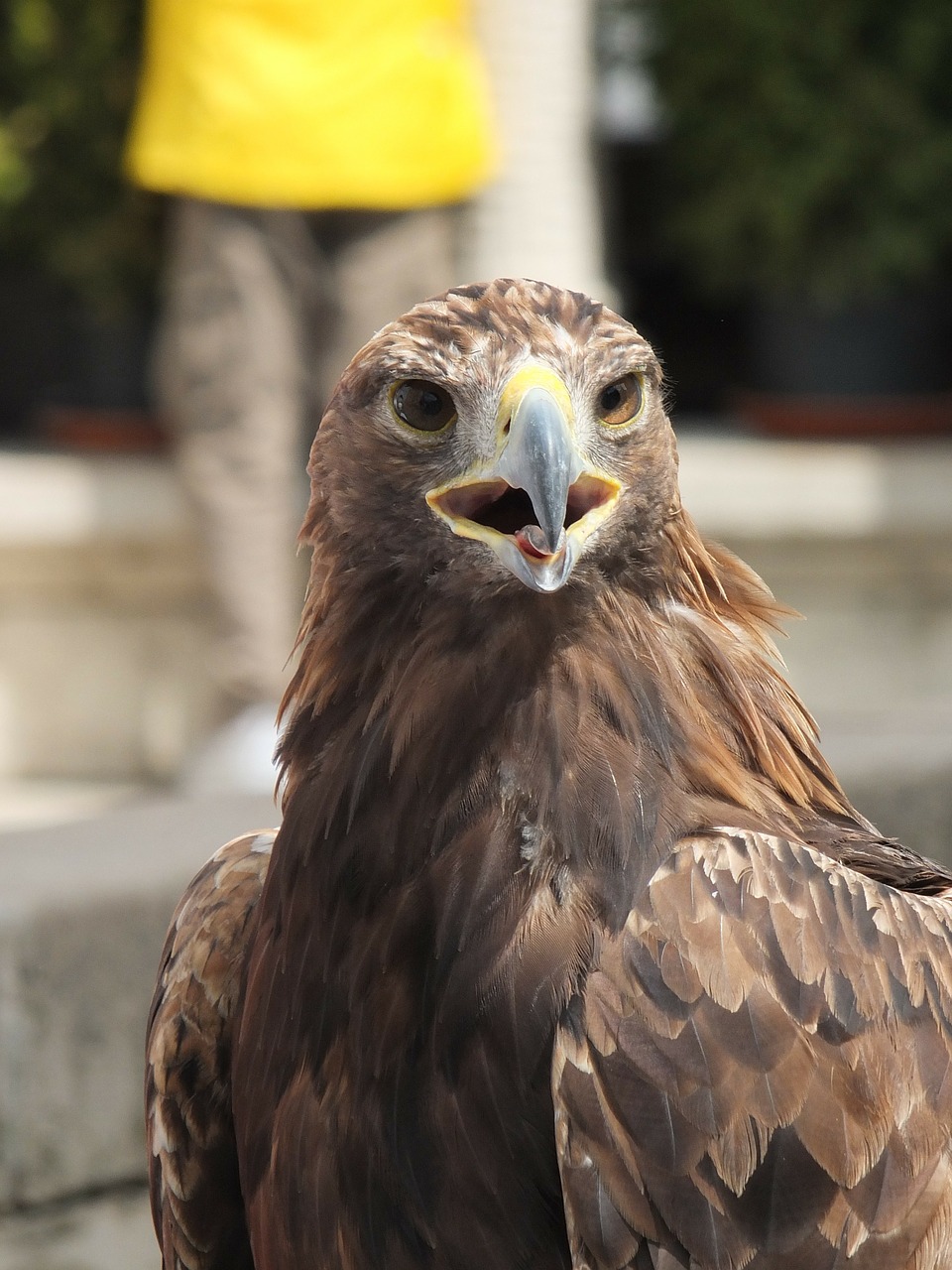 eagle bird beak free photo