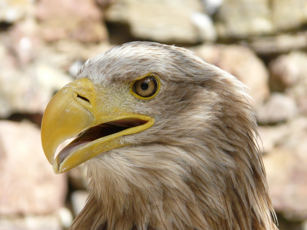 eagle bird raptor free photo