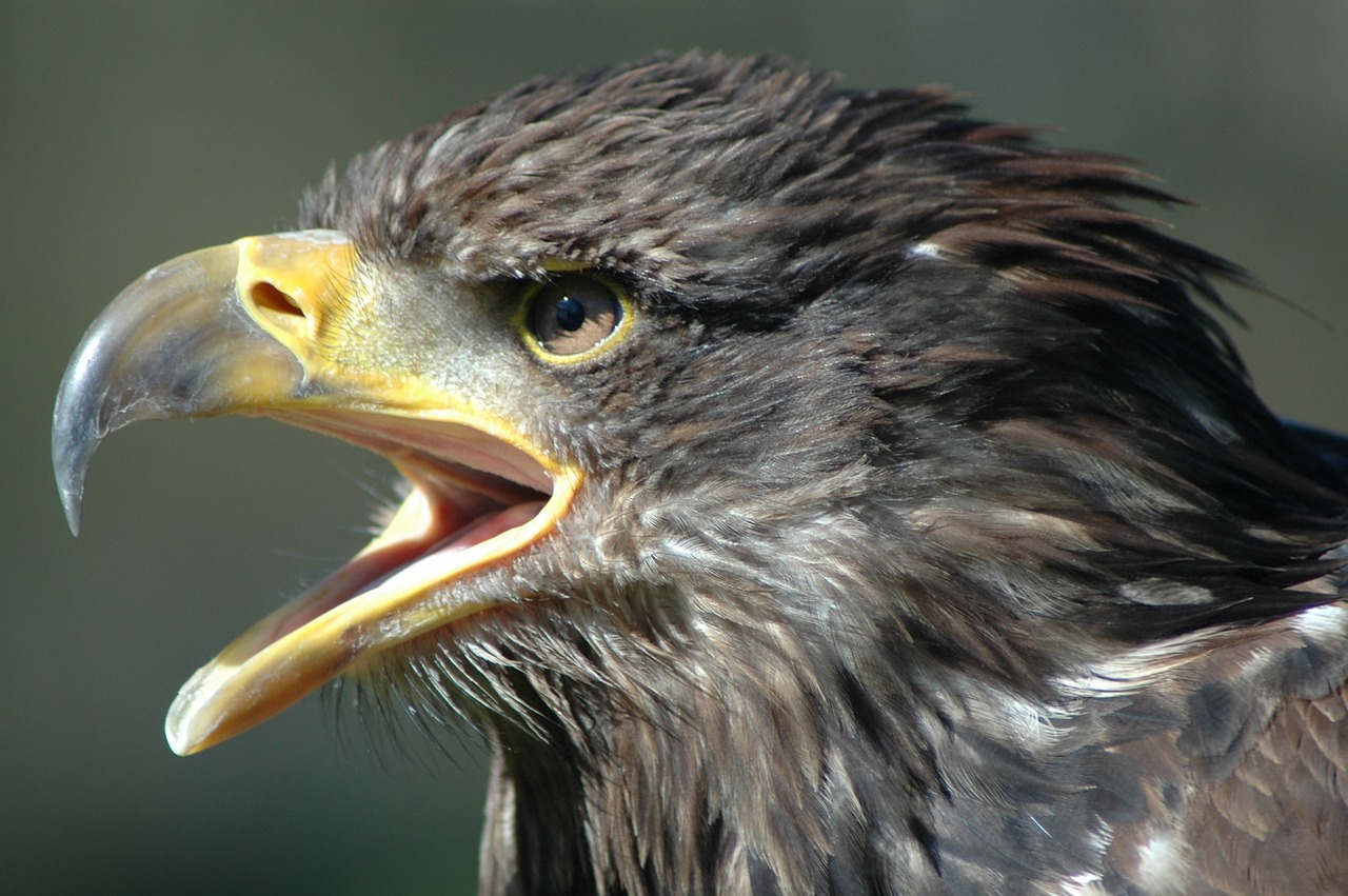 eagle 2 raptor screaming free photo