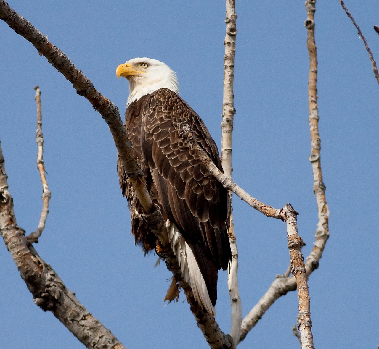 eagle bird symbol free photo