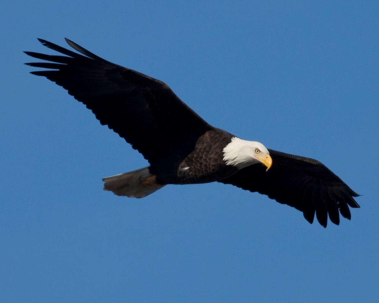 eagle bird nature free photo