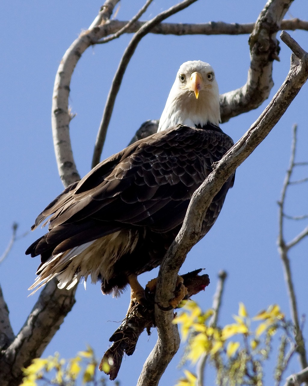 eagle bird wing free photo