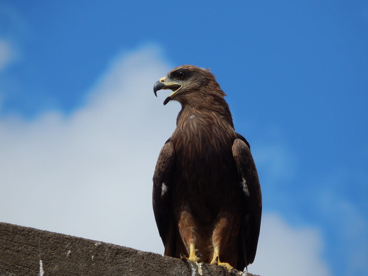 eagle bangalore india free photo