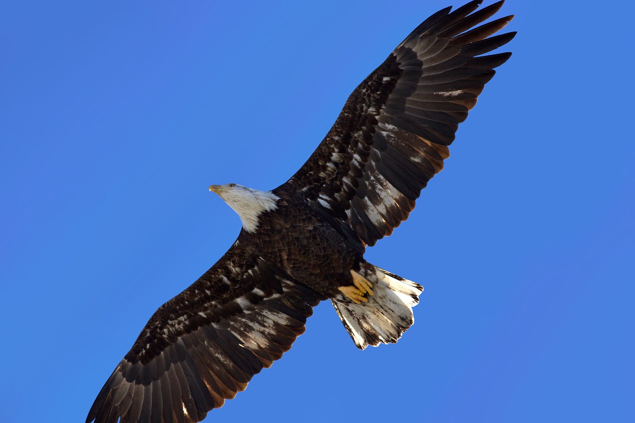 eagle bird wing free photo