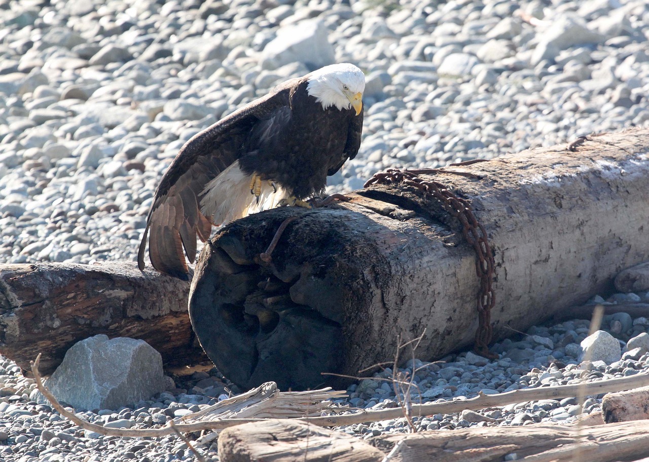 eagle bird bald eagle free photo