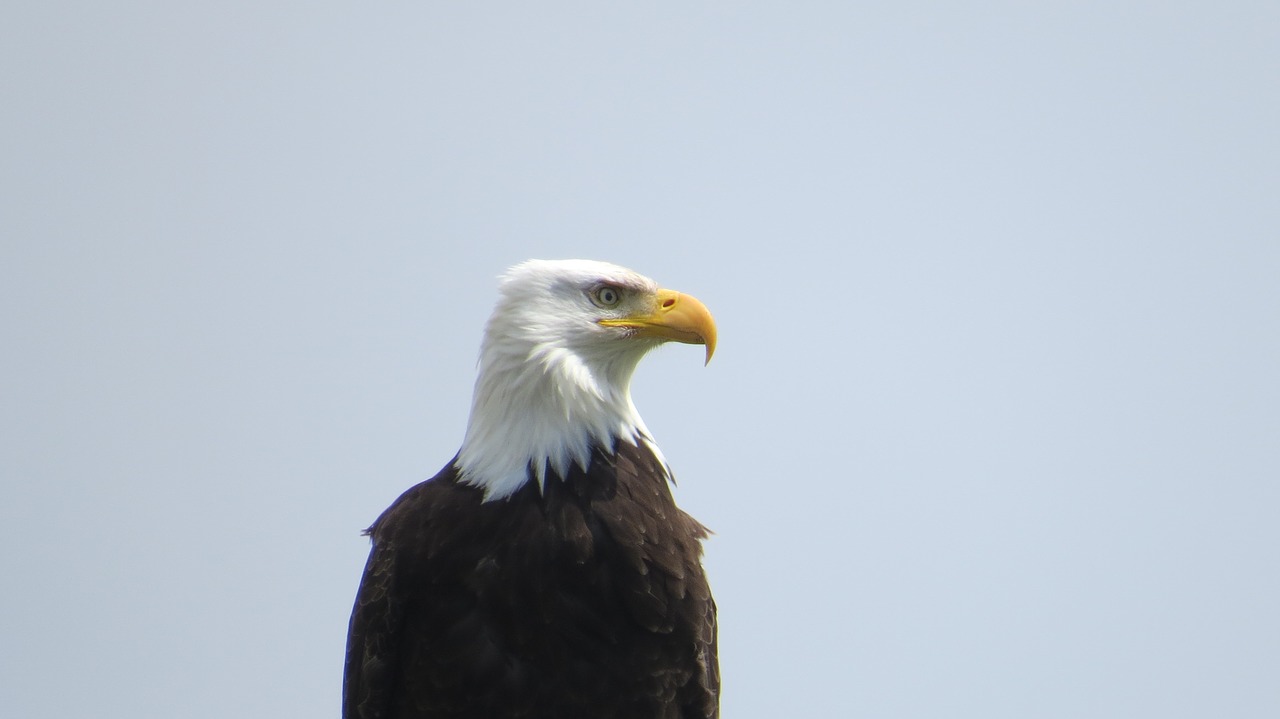 eagle nature bird free photo