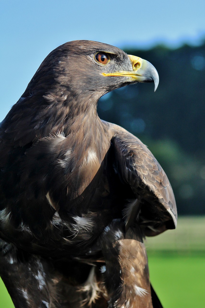 eagle prey bird free photo