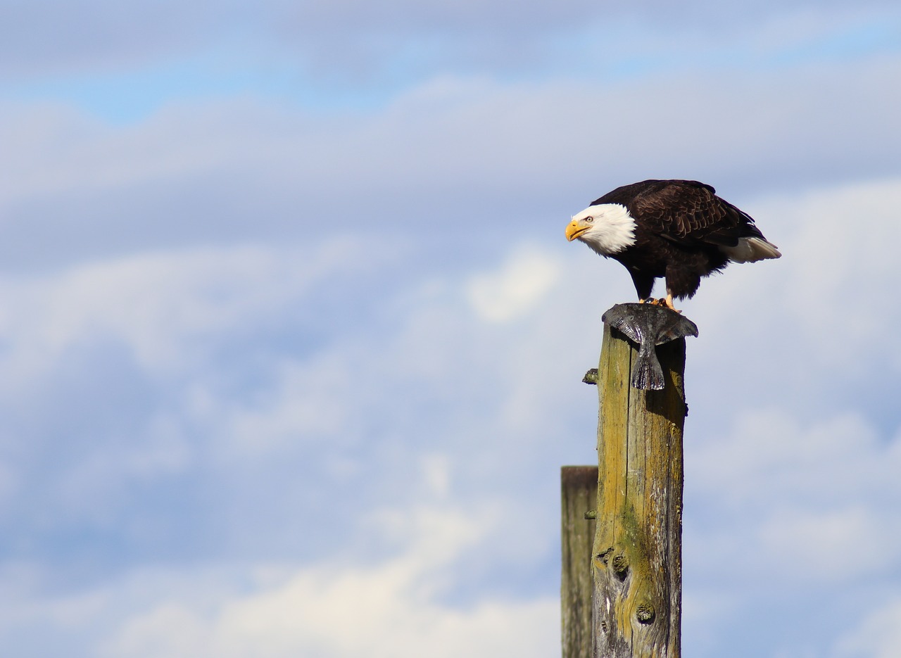 eagle bird flounder free photo