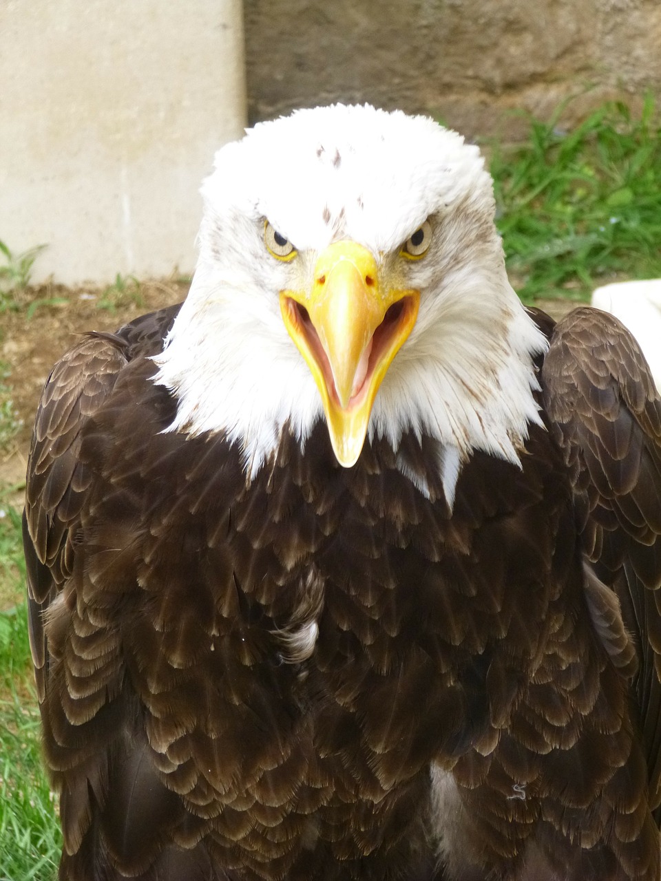 eagle bald eagle predator free photo