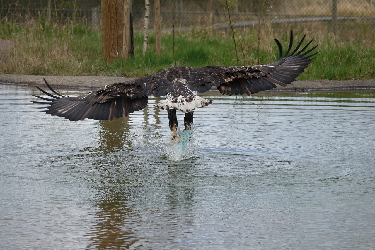 eagle wildlife zoo free photo